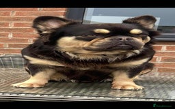 French Bulldog dogs for sale: Exceptional Fluffy French Bulldog Puppies - Image 40