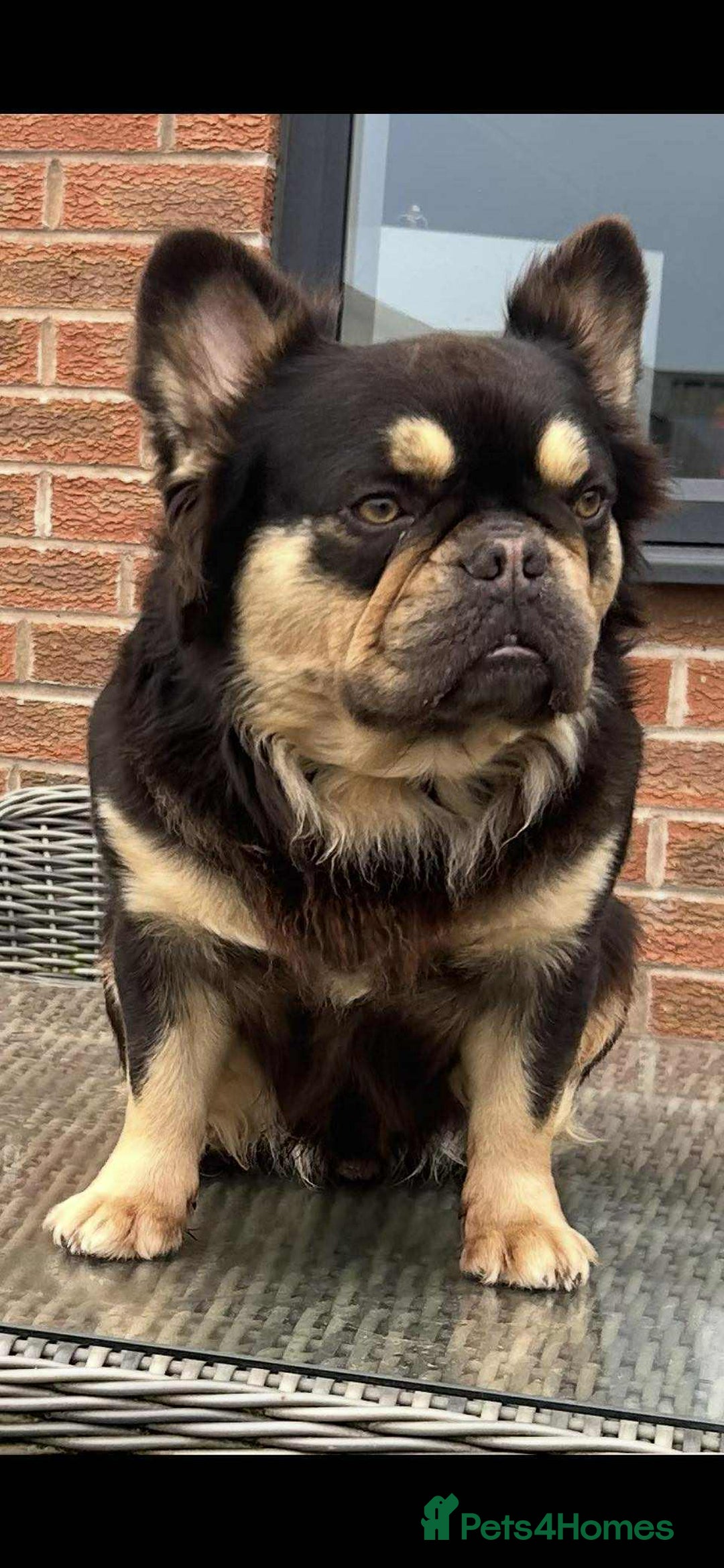 French Bulldog dogs for sale: Exceptional Fluffy French Bulldog Puppies - Image 40