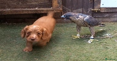 Cocker Spaniel dogs - Advert 10