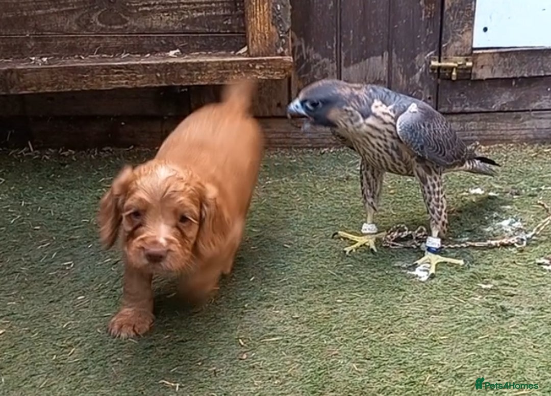 Cocker Spaniel dogs for sale: Beautiful kc reg cocker spaniels - Image 2
