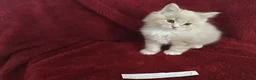 Maine Coon cats for sale: Confident & cuddly Maine coon kitts  - Advert 6