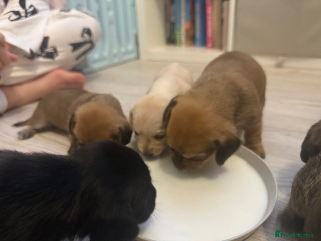Mixed Breed dogs for sale: Schweenie pups  - Image 8