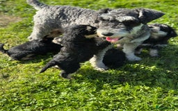 Schnoodle dogs for sale: Stunning Schnoodles, heath tested  - Image 11