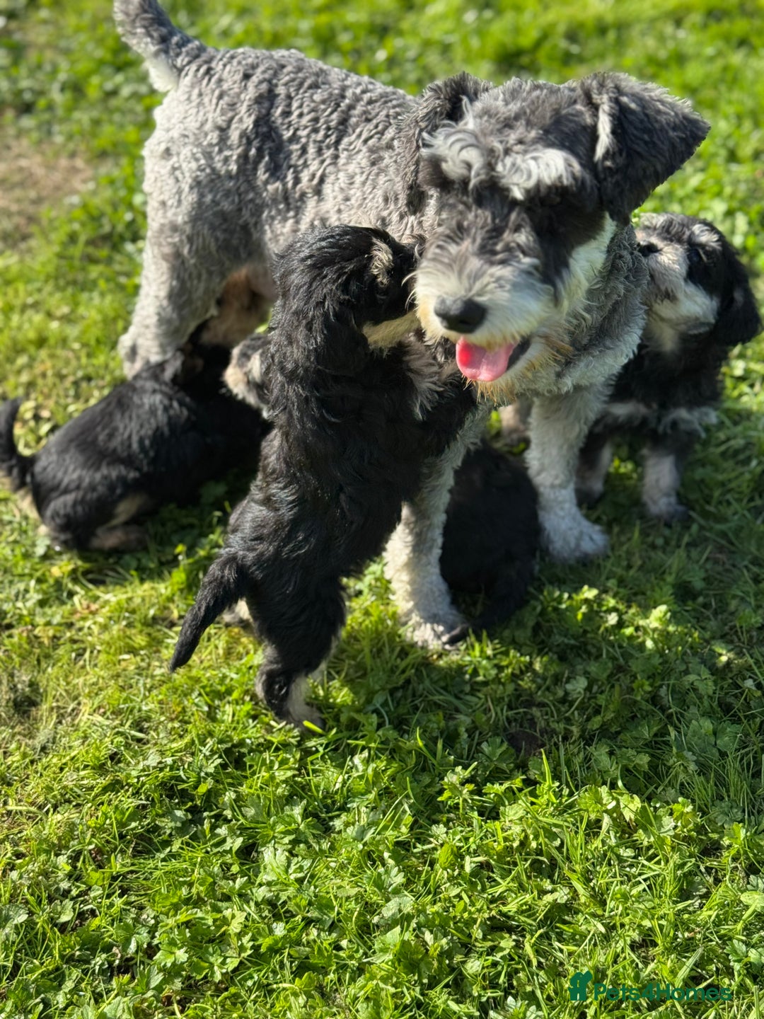 Schnoodle dogs for sale: Stunning Schnoodles, heath tested  - Image 11