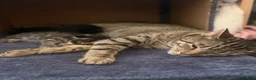 Mixed Breed cats for sale: Kittens  in Portsmouth - Advert 1