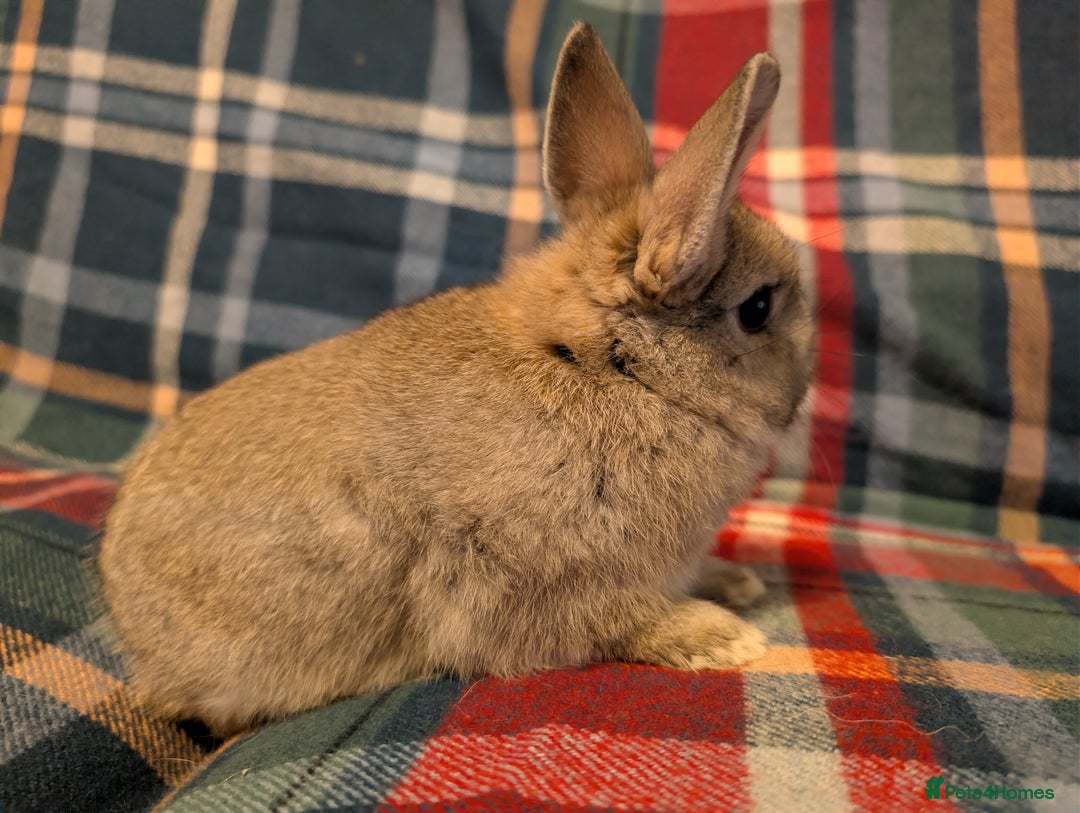 Netherland Dwarf rabbits for sale: Netherlands Dwarfs  - Advert 10