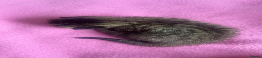 Mixed Breed Kitten 3