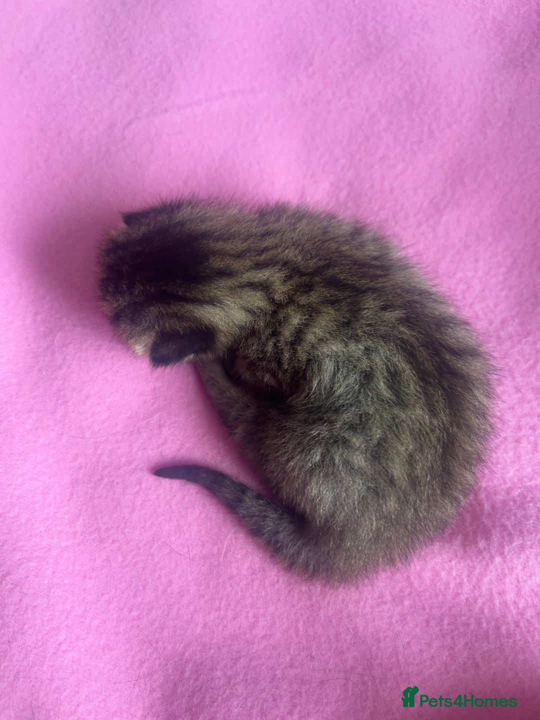 Mixed Breed cats for sale: 2 beautiful tabby girls and 1 Black & white Boy - Image 11