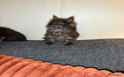 Maine Coon cats for sale: Gccf registered Adorable mainecoon kittens - Image 6