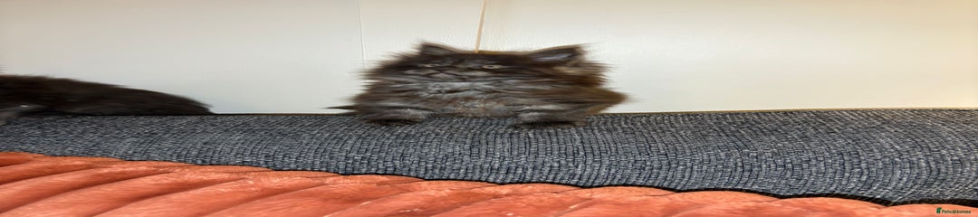Maine Coon Kitten 2