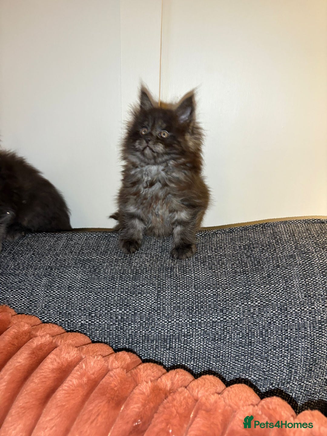 Maine Coon cats for sale: Gccf registered Adorable mainecoon kittens - Image 6