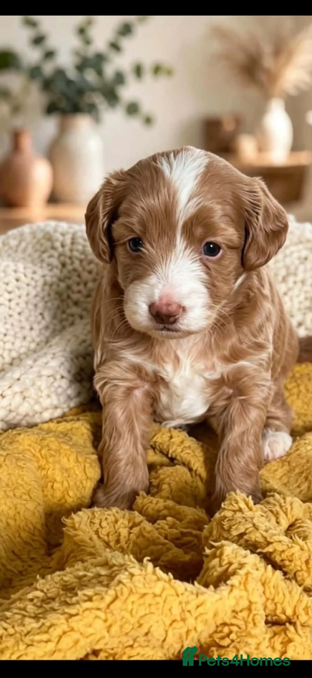 Cavapoo dogs for sale: Stunning Cavapoo pupys - Advert 2