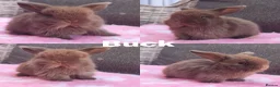 Mini Lop rabbits for sale: Stunning mini lops available for reserve  - Advert 4