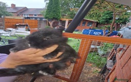 Lionhead rabbits for sale: Baby lionheads for sale - Image 6