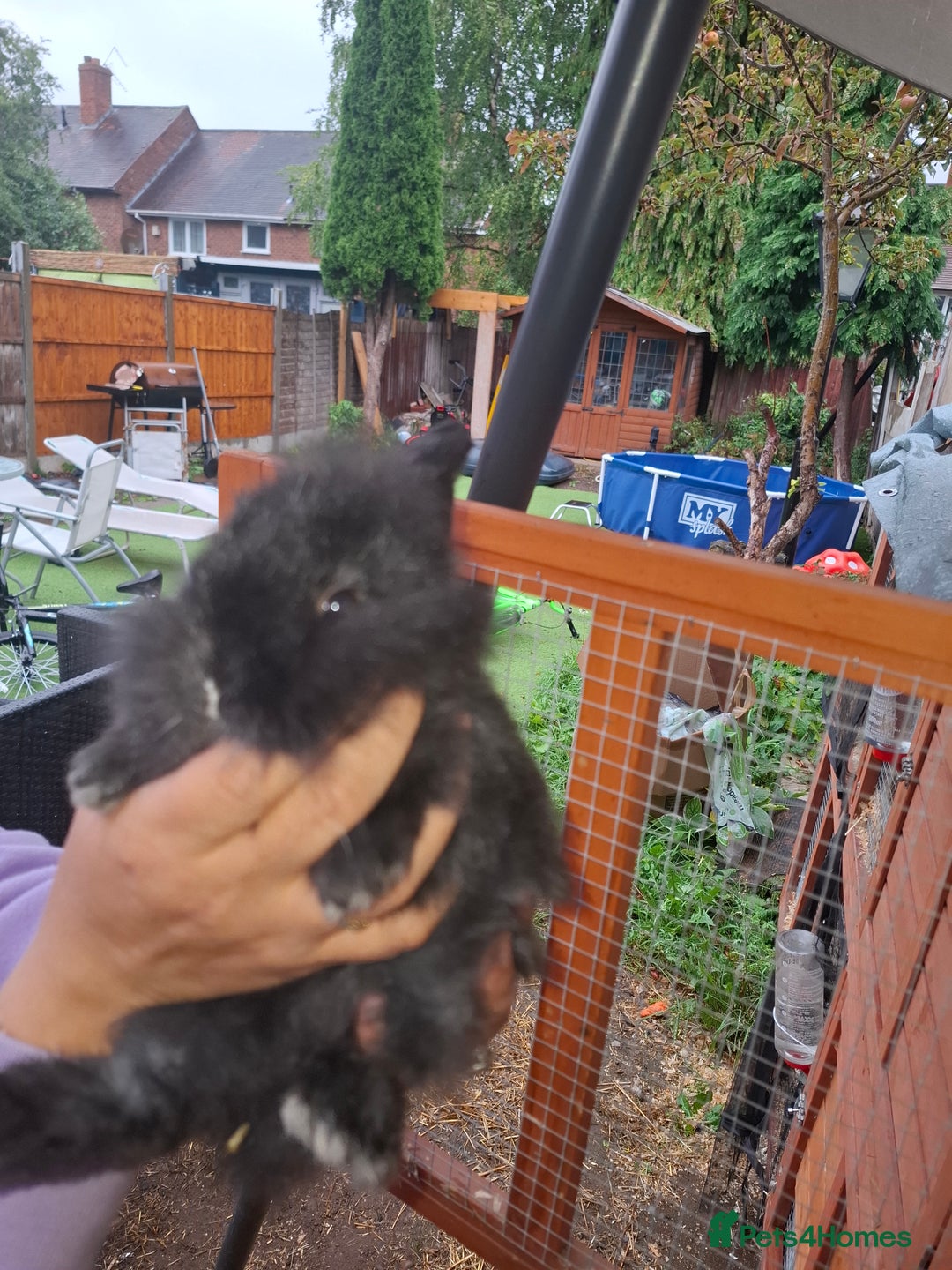 Lionhead rabbits for sale: Baby lionheads for sale - Image 6
