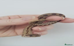 Snake reptiles for sale:  2025 Western Hognose babies  - Advert 6