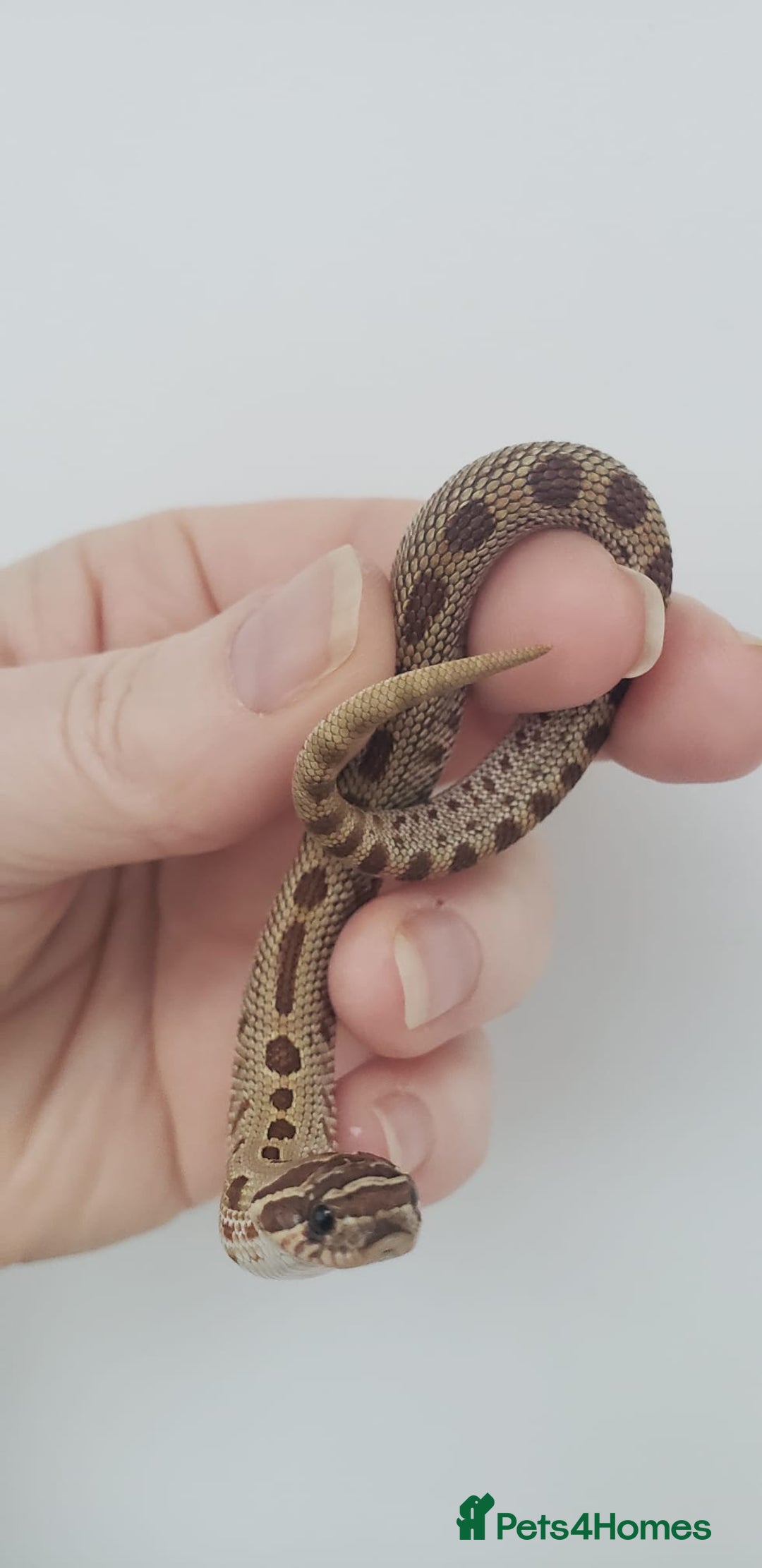 Snake reptiles for sale:  2025 Western Hognose babies  - Advert 6