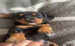 Miniature Dachshund dogs for sale: Miniature dachshunds  - Image 5