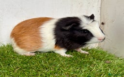 Guinea Pig rodents for sale: Super calm and friendly female guinea pigs  - Image 20