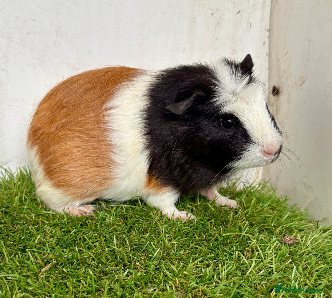 Guinea Pig rodents for sale: Super calm and friendly female guinea pigs  - Image 20