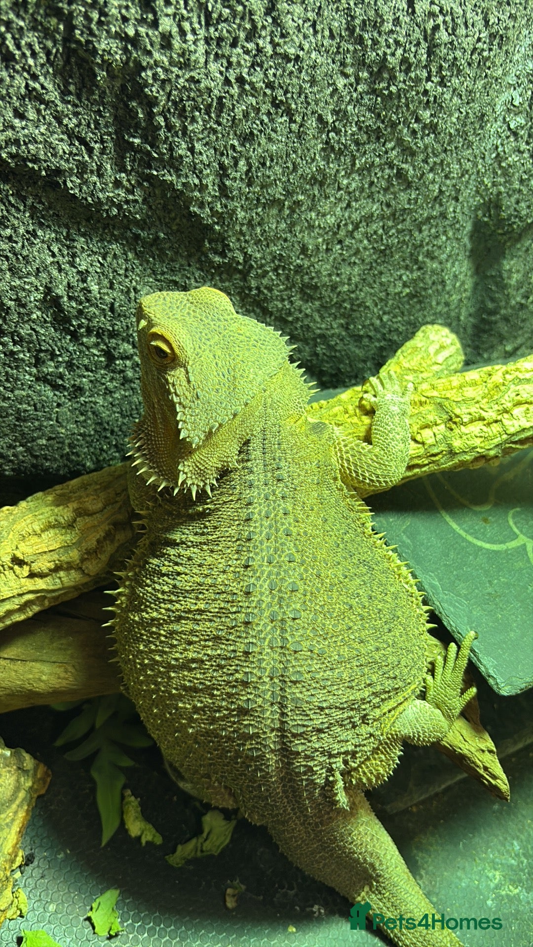Bearded Dragon reptiles Male Bearded Dragon - Advert 3