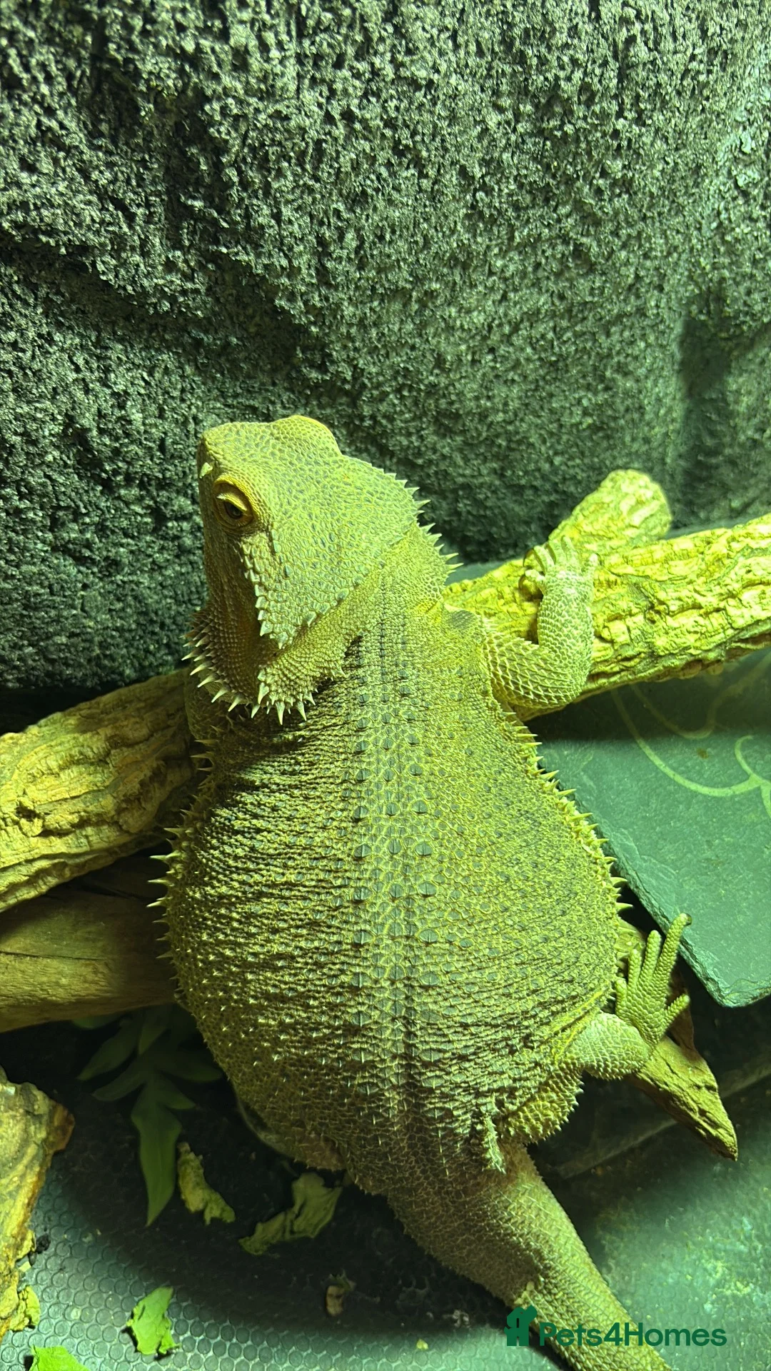 Bearded Dragon reptiles for sale: Male Bearded Dragon - Advert 1