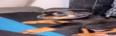 Rottweiler 1