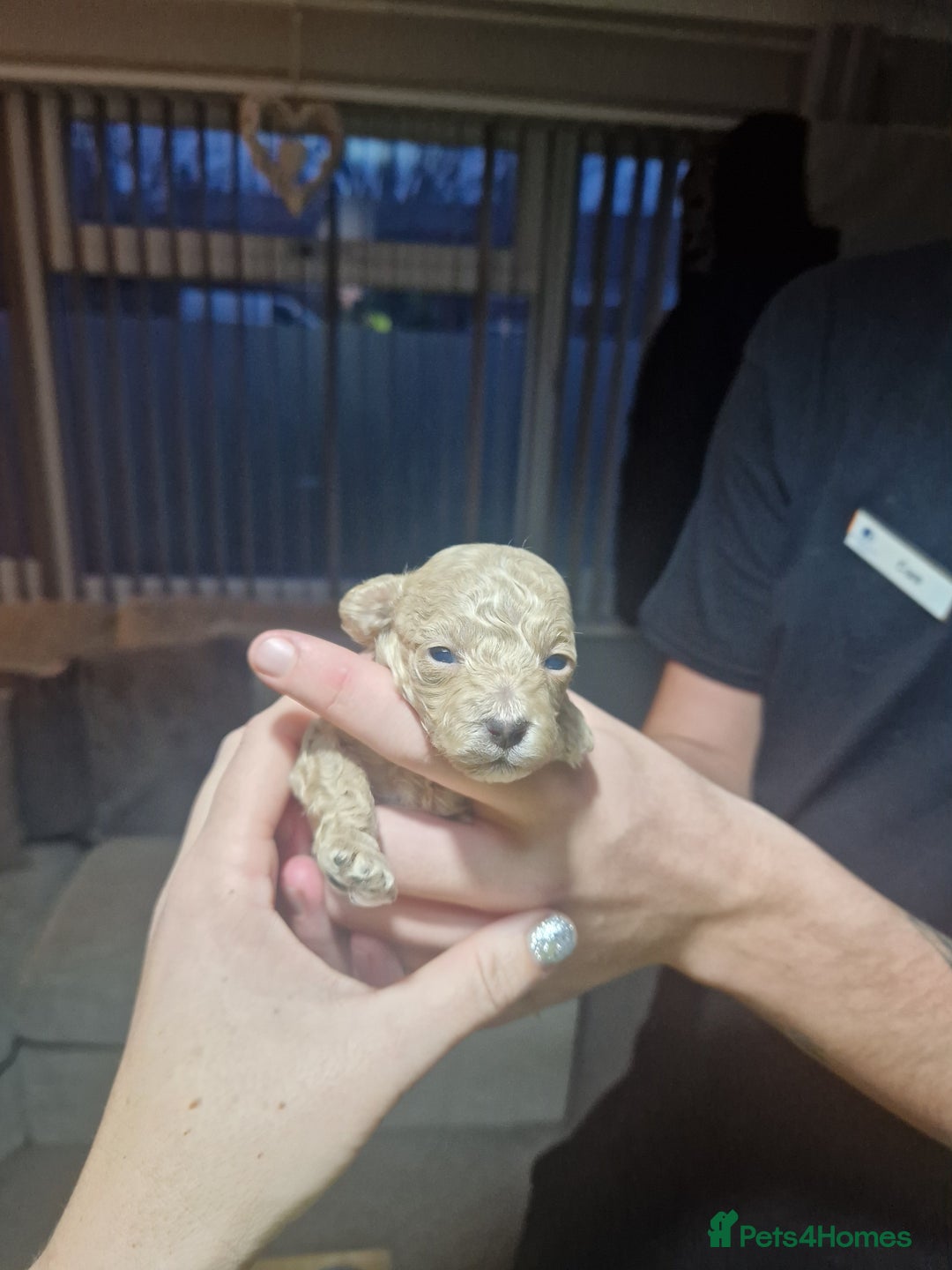 Maltipoo dogs for sale: Beautiful F1B Toy Maltipoos  - Advert 3