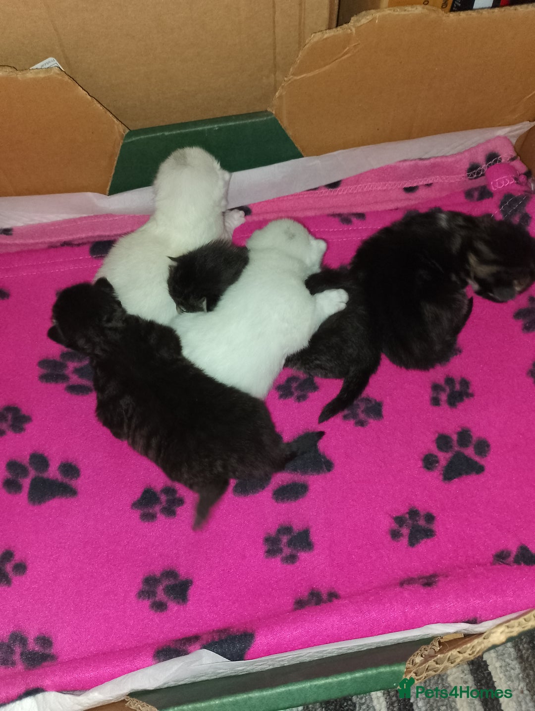 Mixed Breed cats for sale: Late Advertisment  - Advert 7