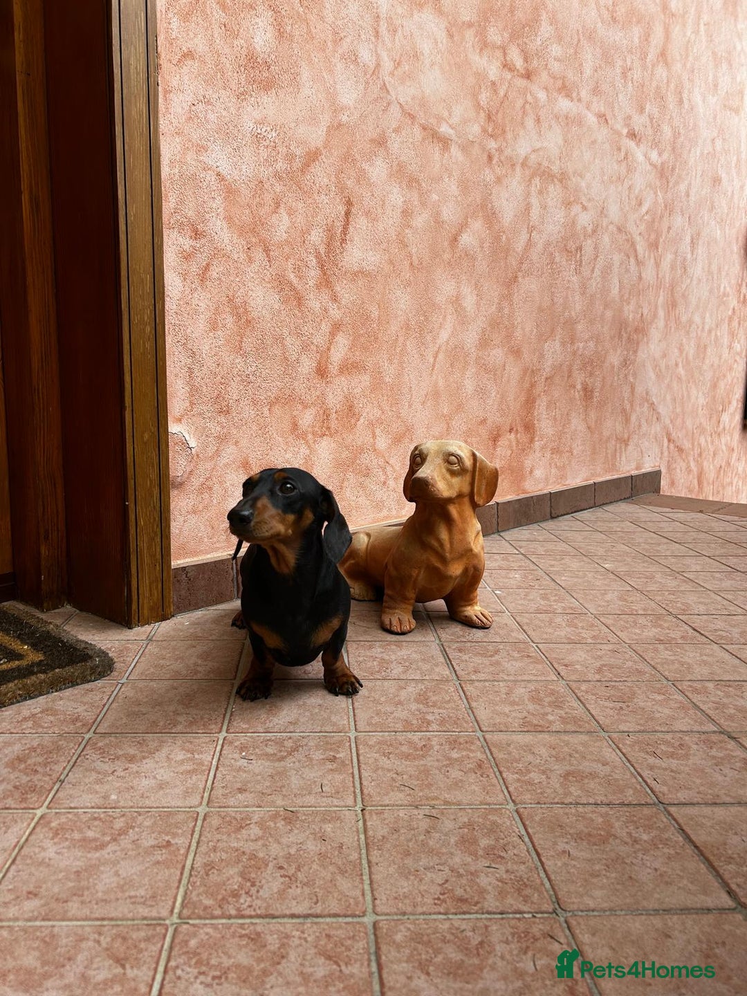 Dachshund dogs for stud: Malcolm - Image 5