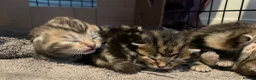 Bengal cats for sale: Stunning Racing Striped 3/4 Bengal Kittens! - Advert 6
