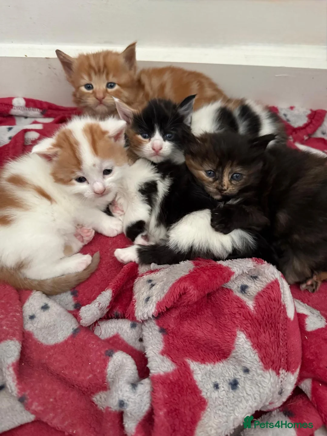 Mixed Breed cats for sale: Mixed Maine Coons - Advert 5