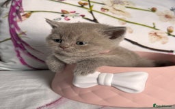 British Shorthair cats for sale: Beautiful British Shorthair Kittens 💝 - Image 7
