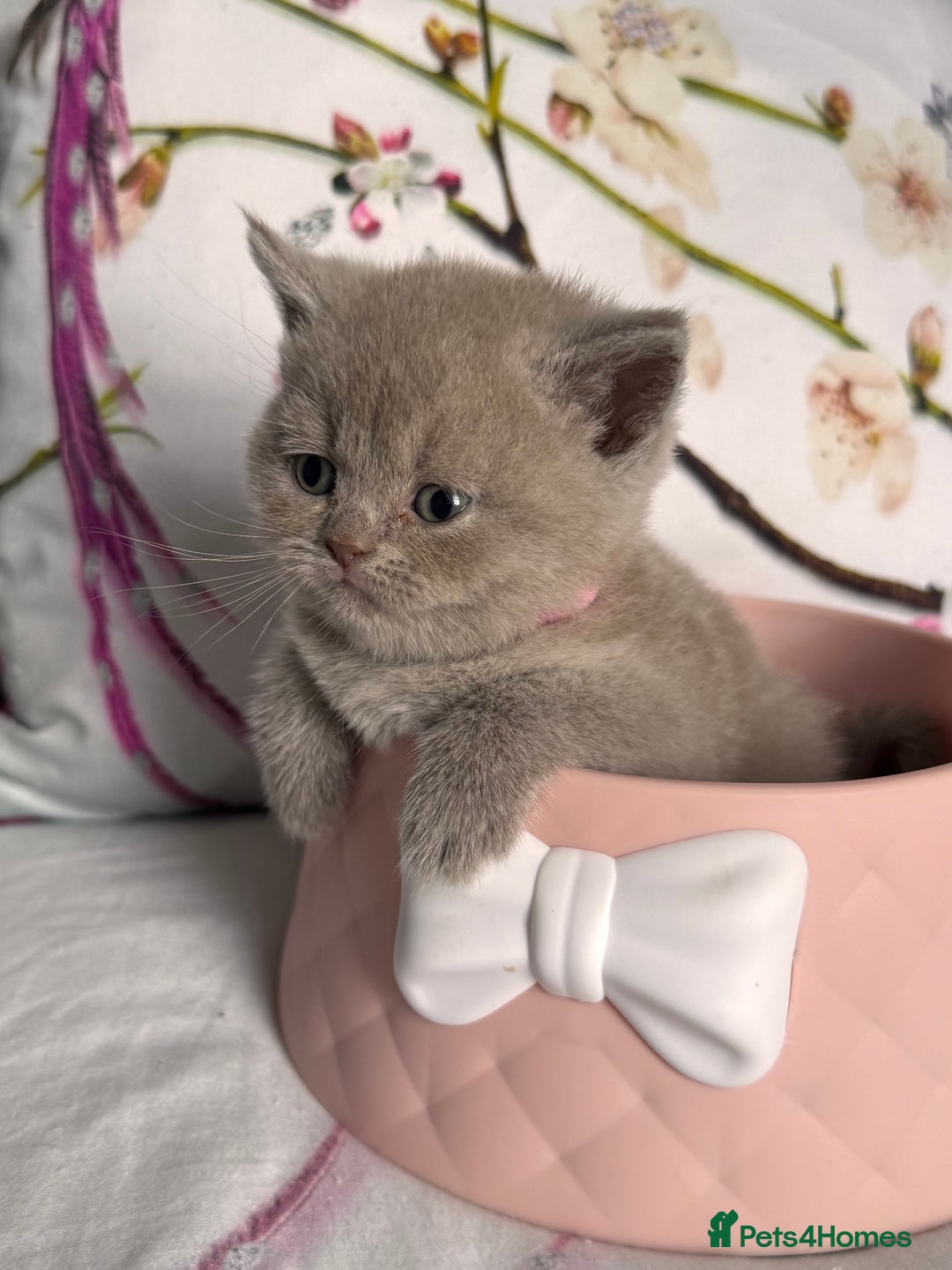 British Shorthair cats for sale: Beautiful British Shorthair Kittens 💝 - Image 7