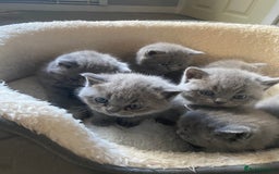 British Shorthair cats for sale: Stunning British Short Hair kitten GCCF/TICA - Image 17