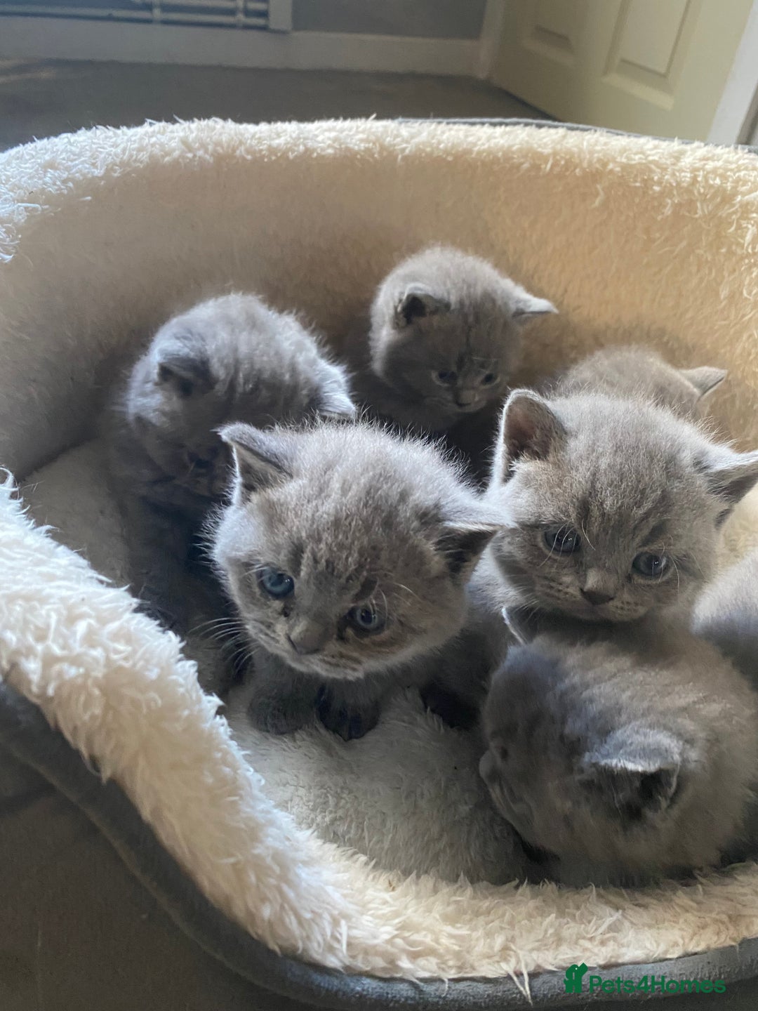 British Shorthair cats for sale: Stunning British Short Hair kitten GCCF/TICA - Image 17