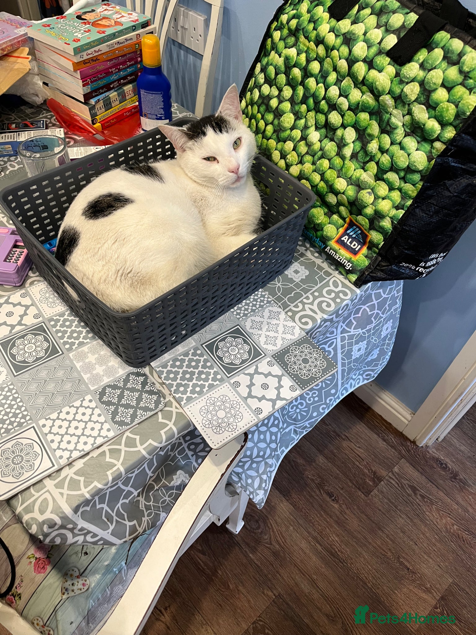 Mixed Breed cats Boris is searching for a loving home - Free - Advert 1