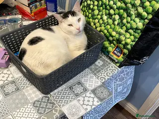 Mixed Breed cats Boris is searching for a loving home - Free - Advert 1