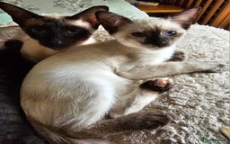 Siamese cats for sale: Siamese X Sphynx kittens - Image 6