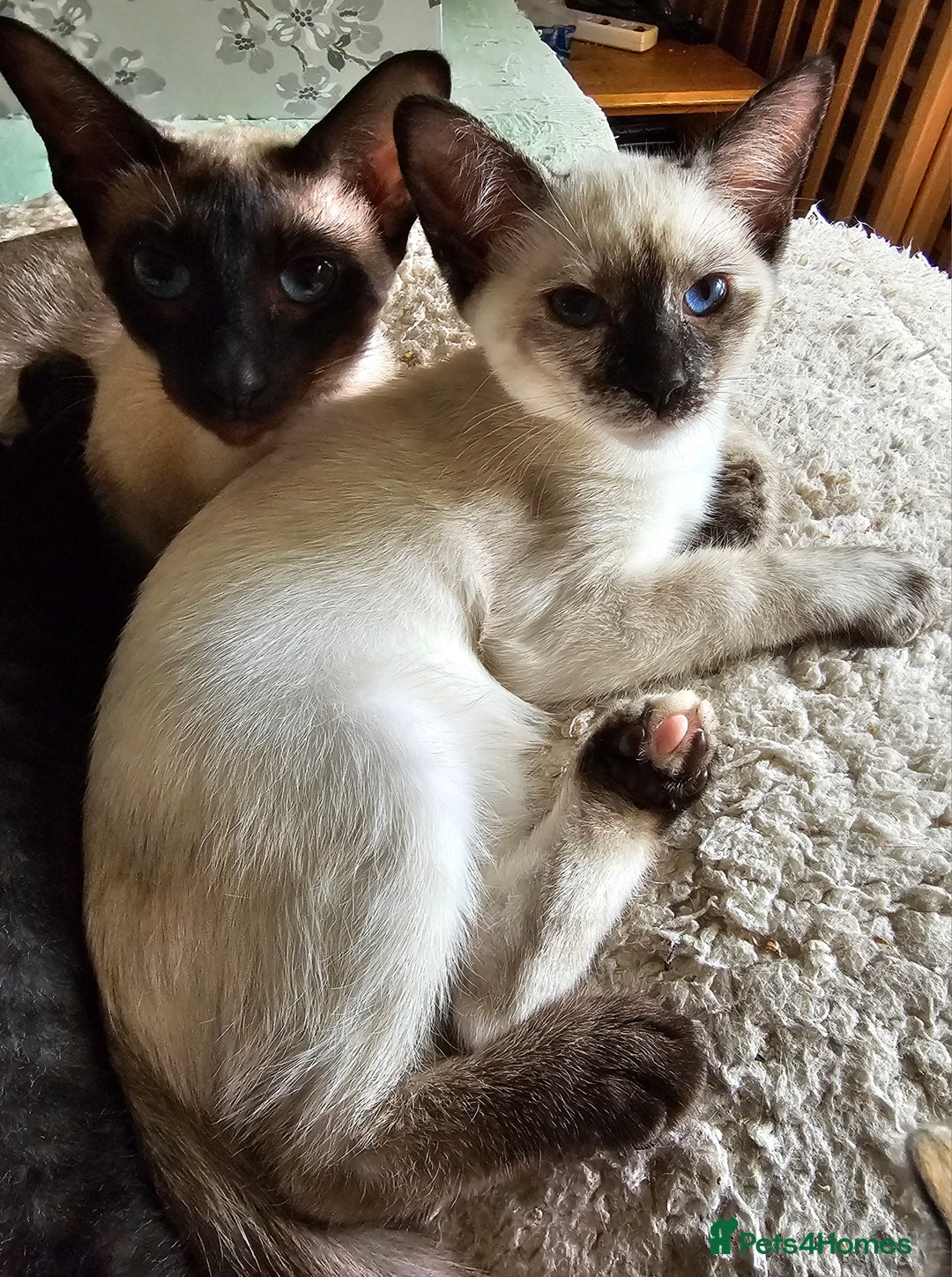 Siamese cats for sale: Siamese X Sphynx kittens - Image 6