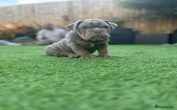 Olde English Bulldogge dogs for sale: 07496730941 - only 1 boy remaining  - Image 11