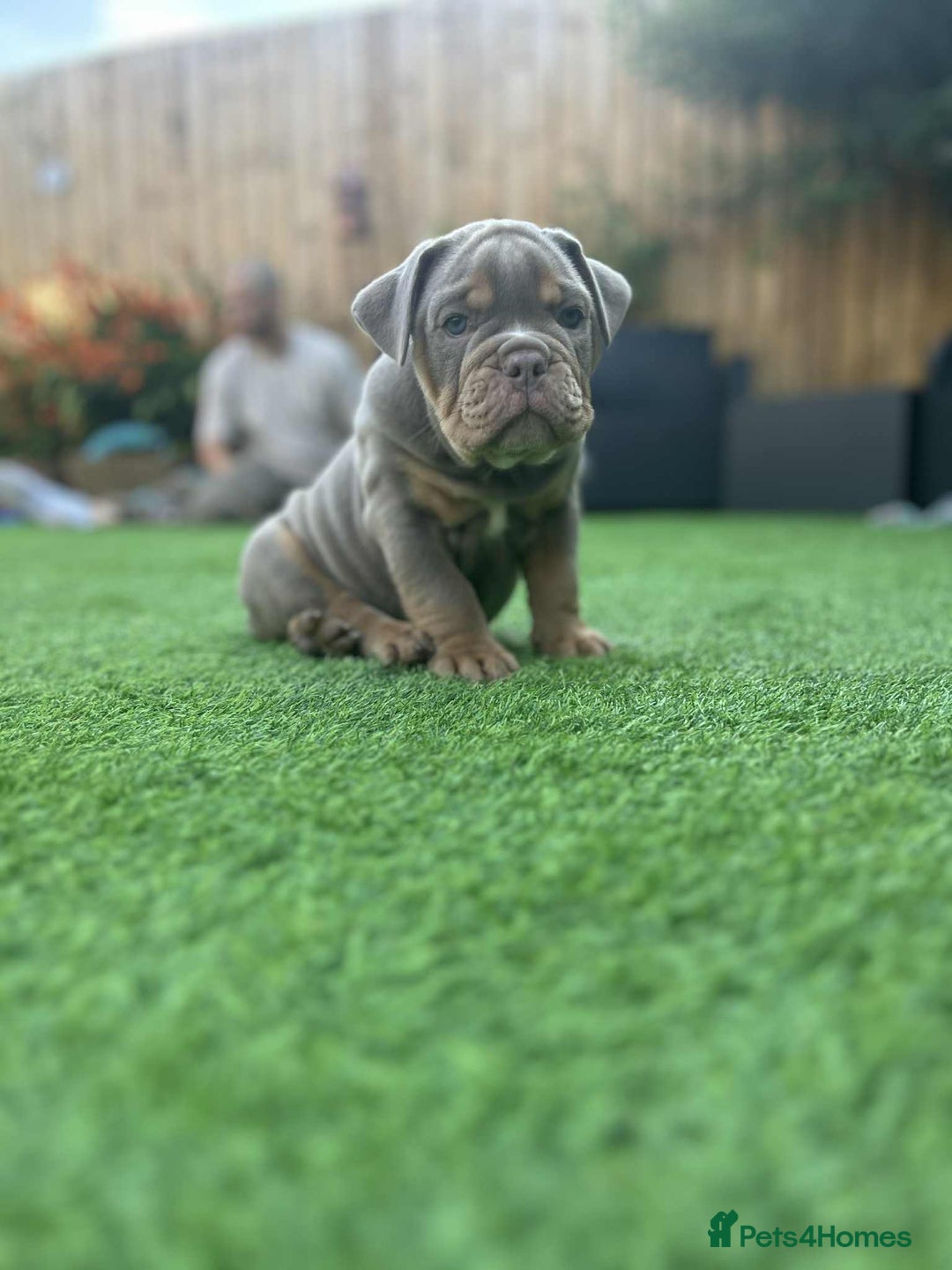 Olde English Bulldogge dogs for sale: 07496730941 - only 1 boy remaining  - Image 11
