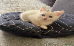 Turkish Angora cats for sale: Turkish angora white kitten  - Image 3