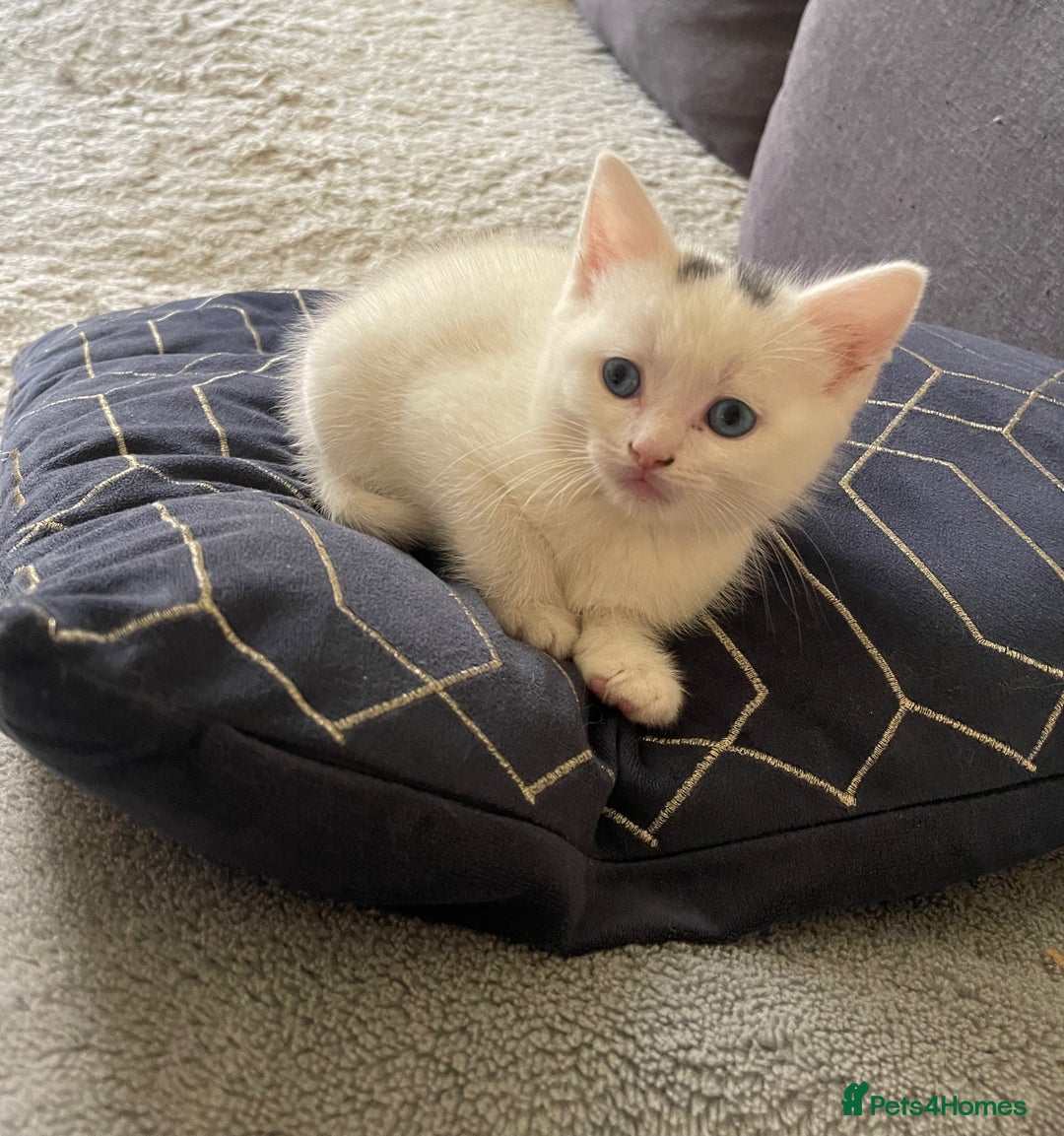 Turkish Angora cats for sale: Turkish angora white kitten  - Image 3