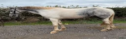 Irish Sports horses for sale: 🥤 Pepsi 🥤 - Advert 1