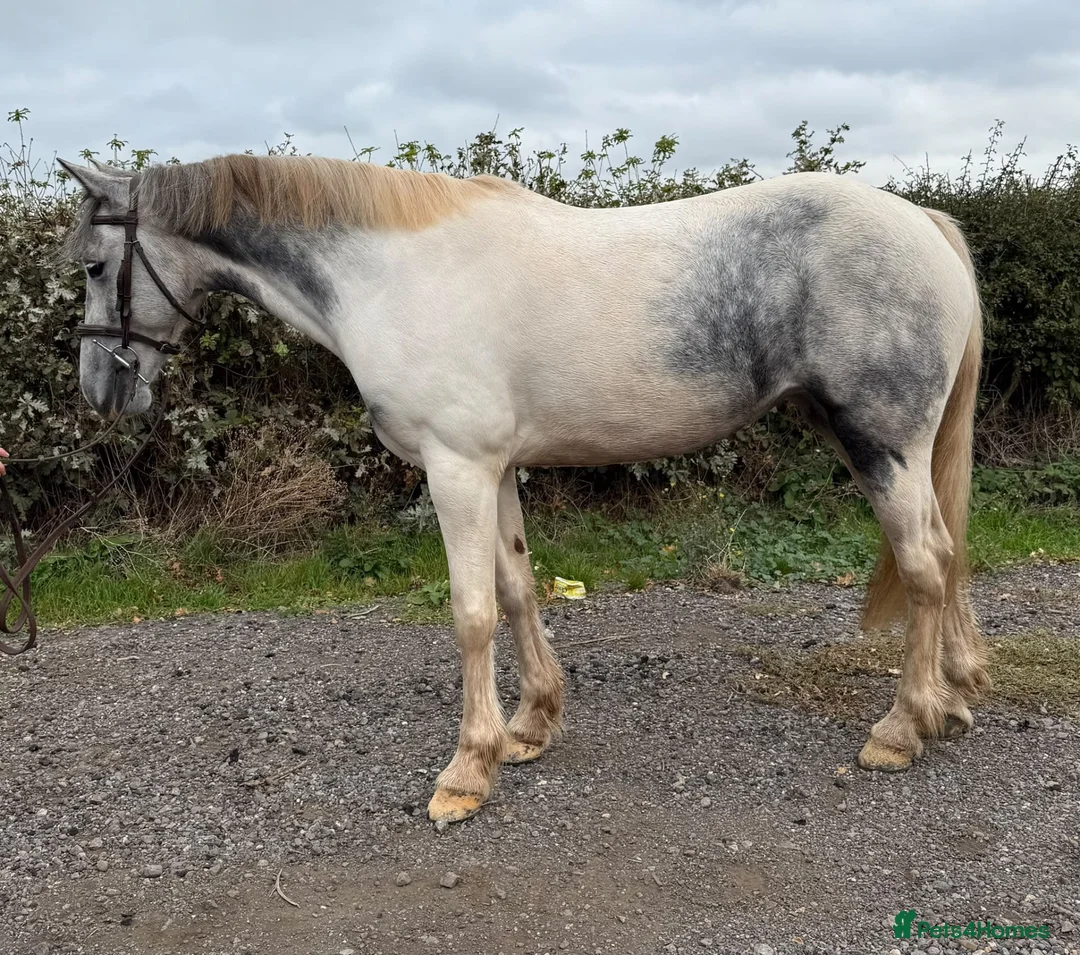 Irish Sports horses for sale: 🥤 Pepsi 🥤 - Advert 1