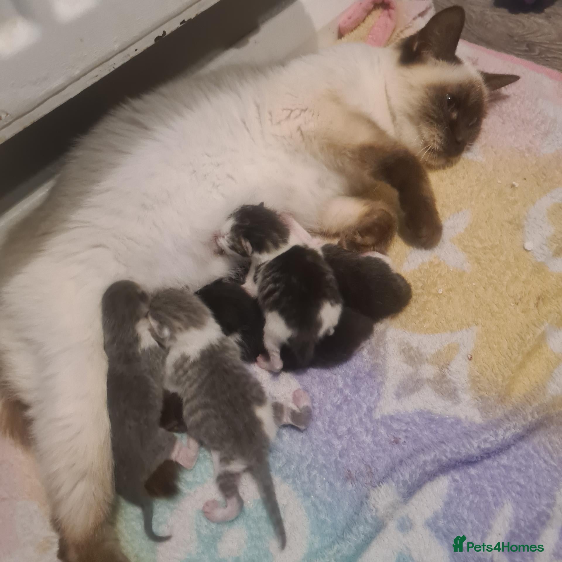 Mixed Breed cats Beautiful Ragdoll cross kittens - Advert 11