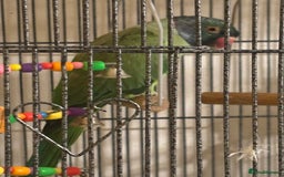 Ringnecks birds for sale: 2 male Indian ring necks  - Image 2