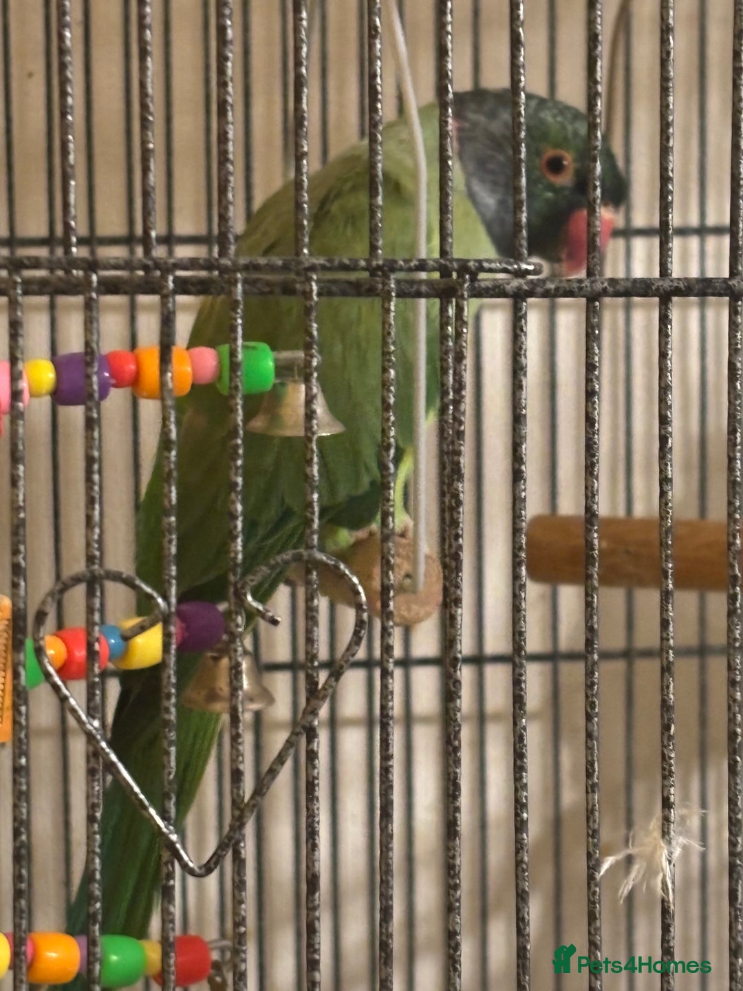 Ringnecks birds for sale: 2 male Indian ring necks  - Image 2