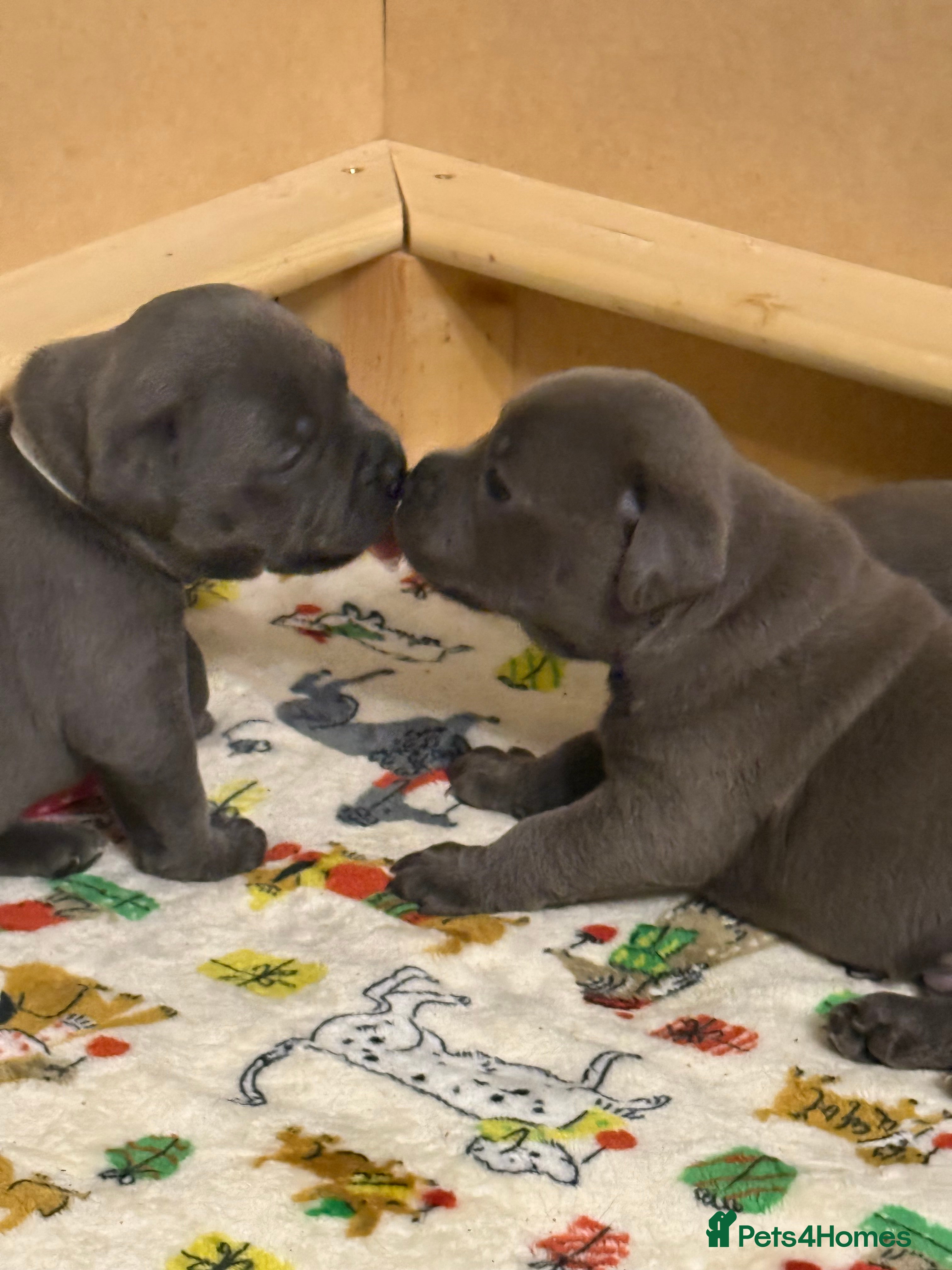 Staffordshire Bull Terrier dogs KC Crufts Blue Staffordshire Bull Terrier Puppies  - Advert 2